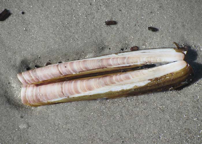 Ensalada de navajas