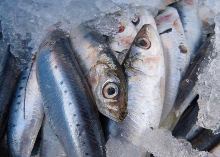 Paté de sardinas